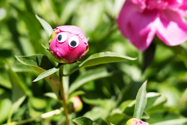 Bocciolo di peonia rosa con occhi buffi