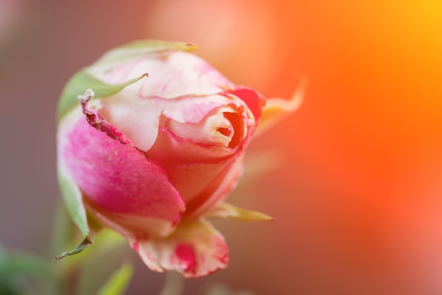 Bocciolo di rosa alla luce del sole