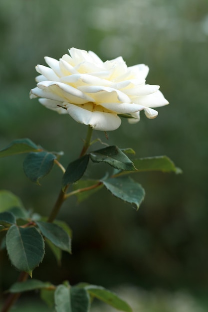 Bocciolo di rosa bianca con sfondo verde sfocato