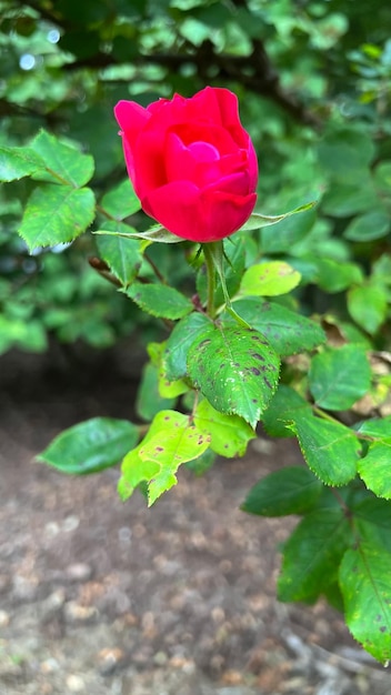 Bocciolo di rosa che si apre con una rosa rossa scarlatta