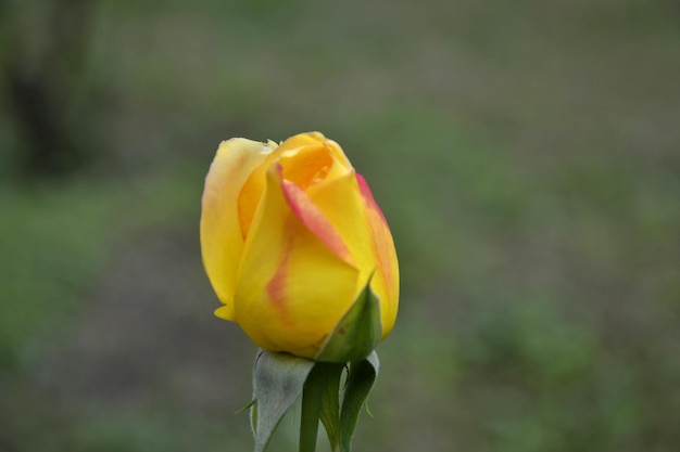 bocciolo di rosa gialla non aperto