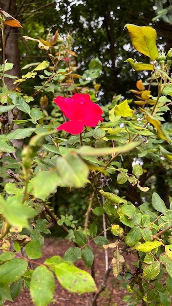 Bocciolo di rosa isolato bocciolo di rosa rossa bocciolo di rosa scarlatto