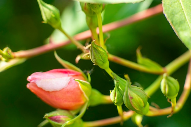 Bocciolo di rosa rosa su una macro vicina del cespuglio