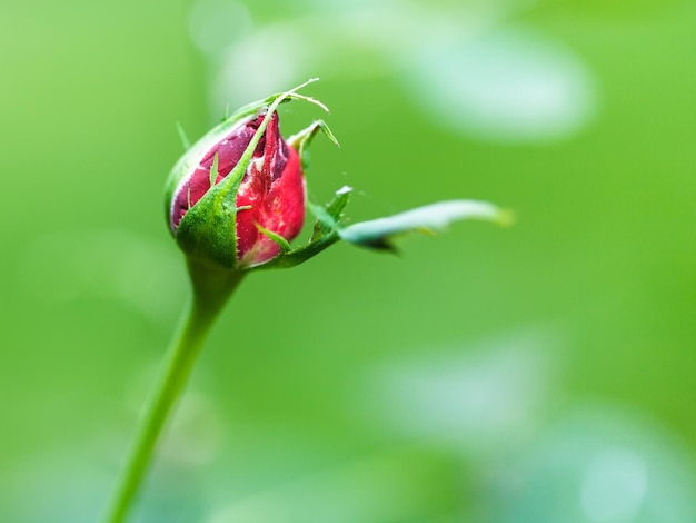 Bocciolo di rosa rossa all'aperto