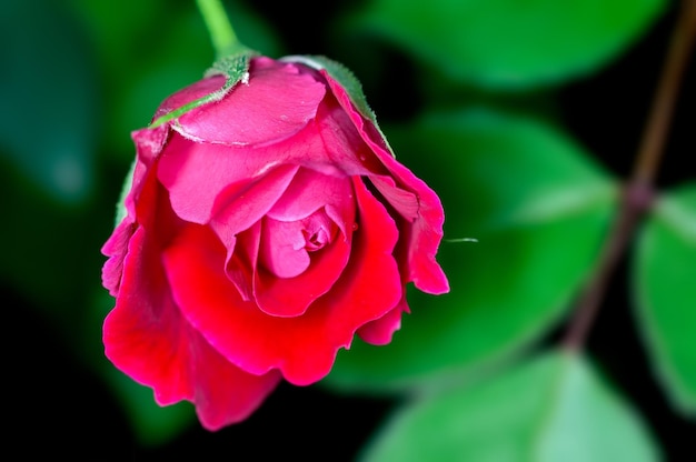 Bocciolo di rosa rossa in verde