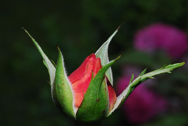 Bocciolo di rosa vicino