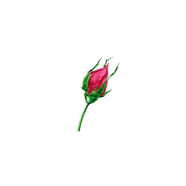 Bocciolo di rose ad acquerello disegnato a mano su sfondo bianco Elementi di design dell'album Tipografia poster invito a nozze cartolina etichetta banner design