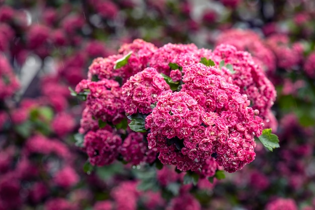 Bocciolo rosso di fiori di biancospino su uno sfondo di foglie verdi.