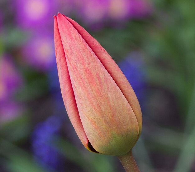 Bocciolo rosso di un tulipano in fiore in un giardino primaverile