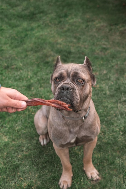 Bocconcini secchi per cani Un cane Cane Corso chiede al padrone il suo bocconcino preferito Premiare il cane con un bocconcino secco Set di bocconcini per cani