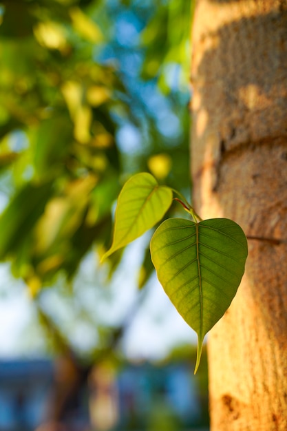 Bodhi o Peepal Leaf dall'albero Bodhi