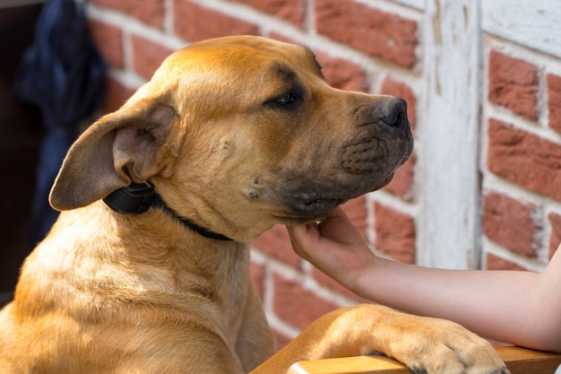 Boerboel, grande razza canina marrone sudafricana di grandi dimensioni.