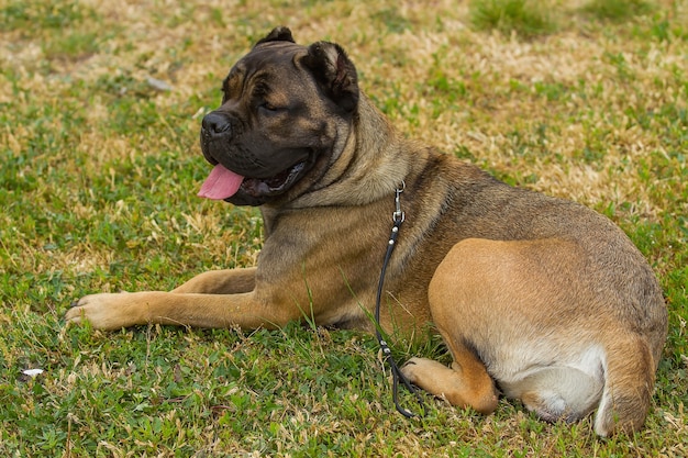 boerboel