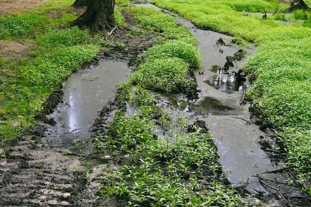 Bog road