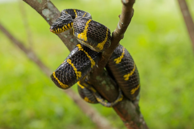 Boiga dendrophila, comunemente chiamato serpente di mangrovie o serpente gatto dagli anelli d'oro sulla fauna selvatica