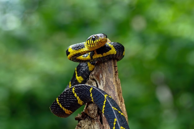 Boiga dendrophila serpente inanellato in oro giallo