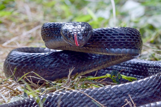 Boiga nera arrabbiata