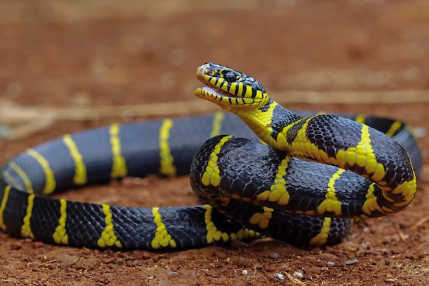 Boiga serpente dendrophila giallo inanellato Testa di Boiga dendrophila animale primo piano attacco animale