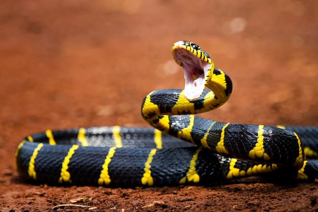 Boiga serpente dendrophila giallo inanellato