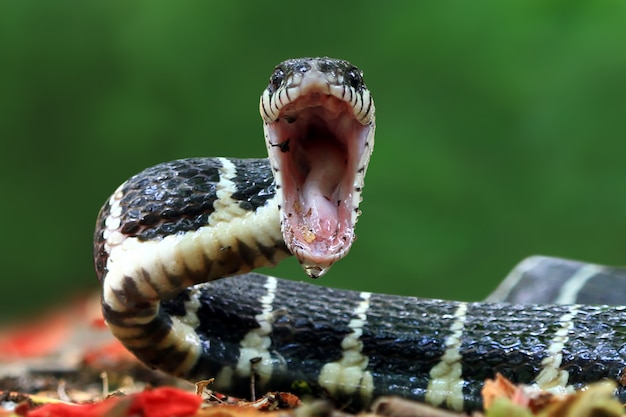 Boiga serpente pronto ad attaccare, Boiga dendrophila primo piano con la bocca aperta, primo piano animale