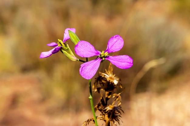 Boke di coppia di piccoli fiori rosa in montagna