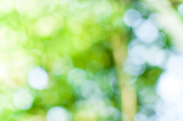 Bokeh astratto di verde della natura dalla priorità bassa dell'albero