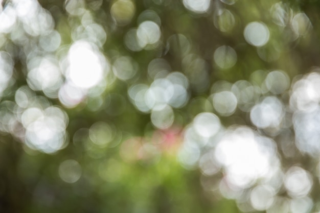 Bokeh astratto e priorità bassa verde vaga della natura