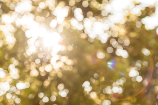 bokeh dell&#39;albero nel parco