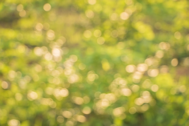 Bokeh delle foglie dell&#39;albero per la priorità bassa della natura