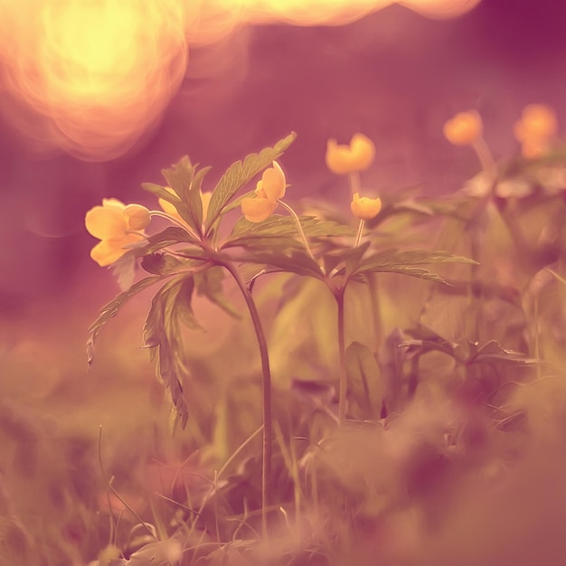 bokeh fiori campo evidenziare magia/paesaggio fiore selvatico astratto natura sfondo al tramonto macro