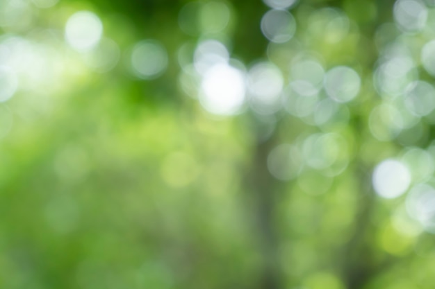 Bokeh sfocatura dello sfondo della natura dell'albero con la luce del sole nella stagione primaverile estiva summer