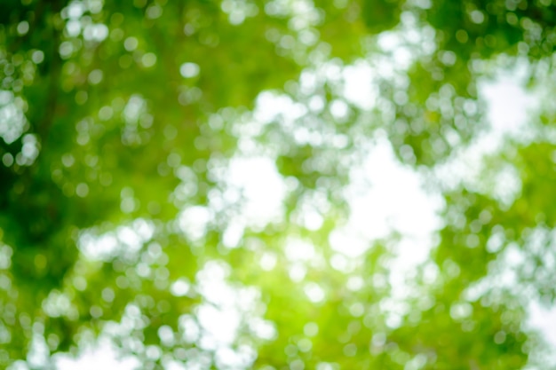 Bokeh verde della natura