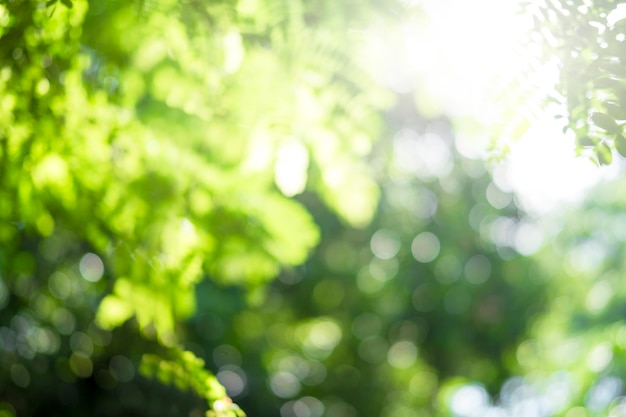 Bokeh verde fuori fuoco dalla natura.