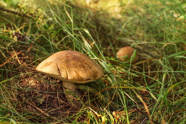 Bolete con gambo ruvido (levetta Scaber / Leccinum scabrum) che cresce in erba illuminata dal sole