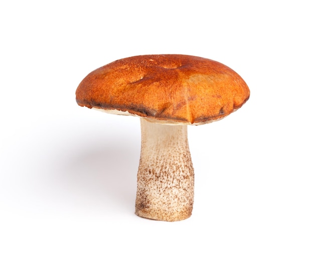 Boletus arancione-cap (Leccinum aurantiacum) isolato su white