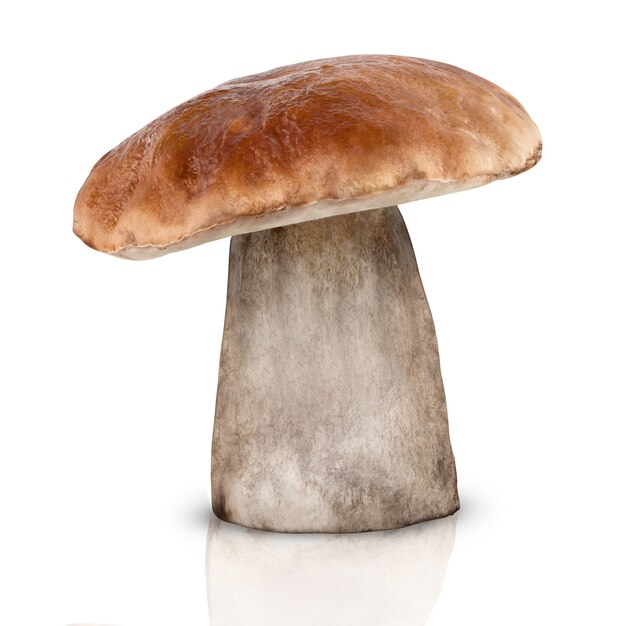 Boletus edulis su bianco