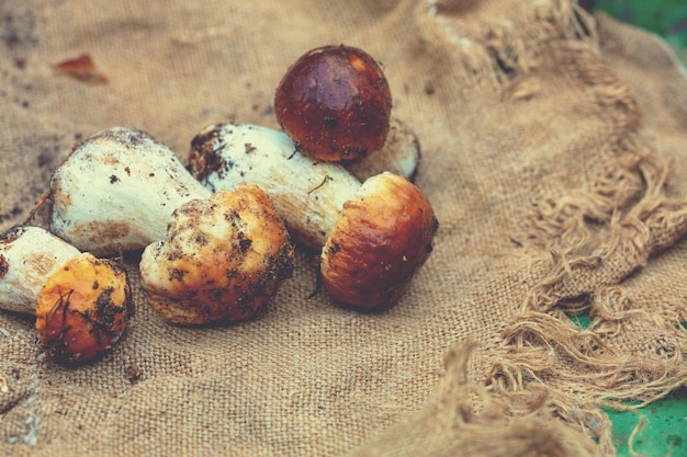 Boletus edulises su tela di sacco