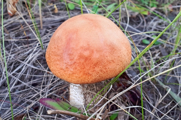 Boletus Orangecap che cresce nell'erba verde della foresta