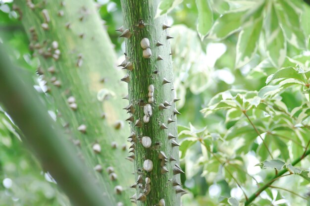 Bombax anceps Pierre nBombacaceaeBombax ceiba Linn o BOMBACACEAE o albero del filo di seta o Bombax seiba L cultv variegata