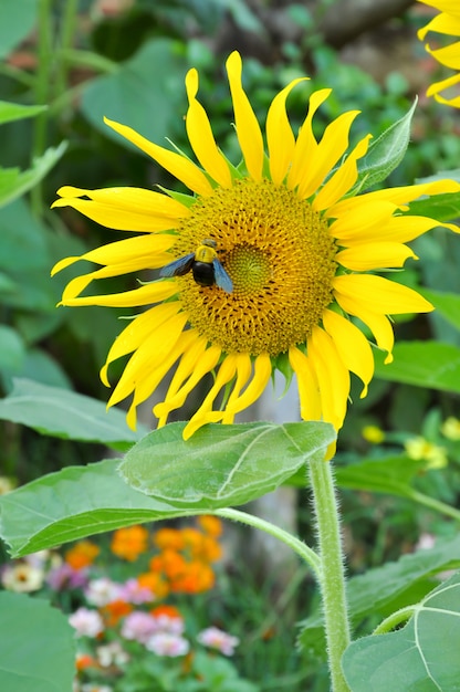 Bombo e girasole