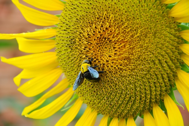 Bombo e girasole