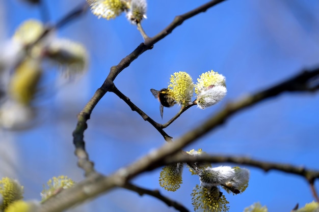 Bombo peloso su ramo di salice in fiore con germogli cespugliosi in una luminosa giornata primaverile vista ravvicinata