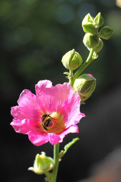 Bombo seduto su un fiore di malva rosa