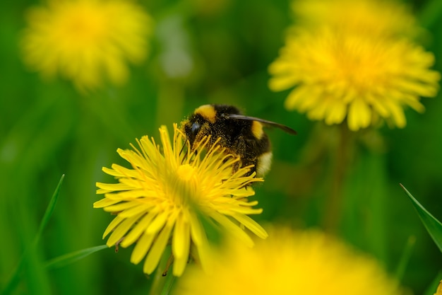 Bombo seduto su un fiore di tarassaco giallo. foto macro di insetti e fiori