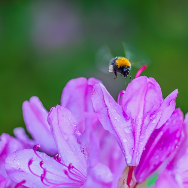 Bombo volante e petali di fiori di rododendro rosa con gocce di rugiada