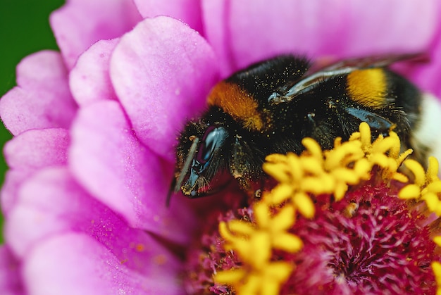 Bombus hortorum - calabrone che dorme su un fiore, sonno diurno