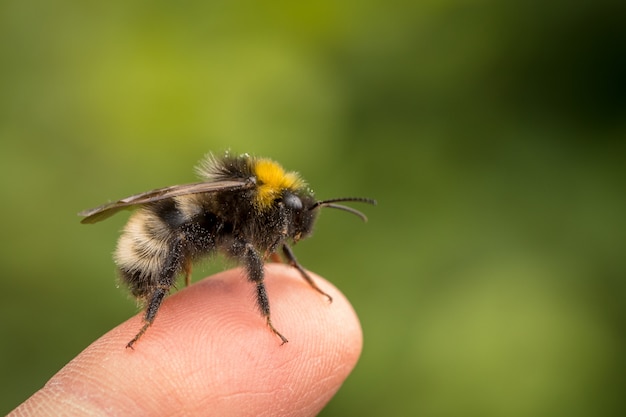 Bombus norvegicus, una specie di calabrone, insetto maschio seduto su un dito umano