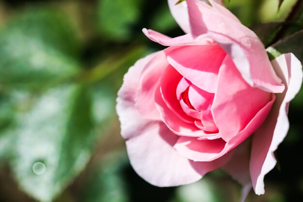 Bonika rosa rosa in giardino perfetto per biglietti di auguri di sfondo