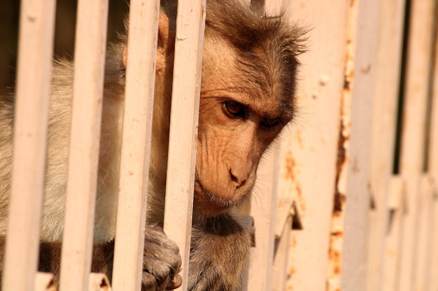 Bonnet Macaque Monkey dietro il recinto