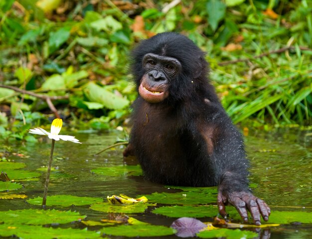 Bonobo è seduto in acqua di buon umore. Repubblica Democratica del Congo. Parco nazionale di Lola Ya Bonobo.